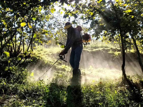 Karadeniz'de Fndk Hasad Zorlu artlar Altnda Devam Ediyor