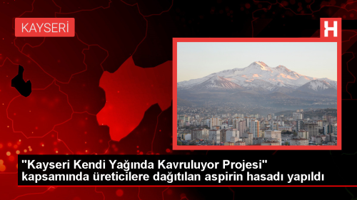 Kayseri Kendi Yanda Kavruluyor Projesi kapsamnda 350 ton aspir hasad yapld