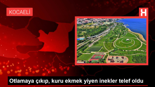 Otlamaya kp, kuru ekmek yiyen inekler telef oldu